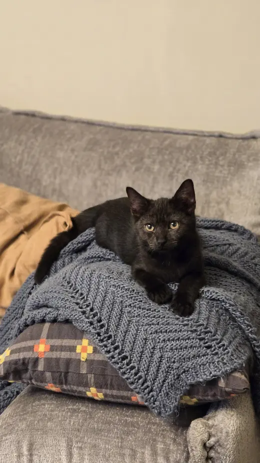 Raven's Brownie KITTEN