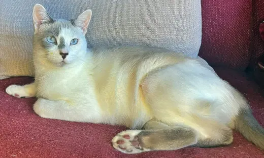 SNOWBALL #1992 -  Offered by Owner - Young female