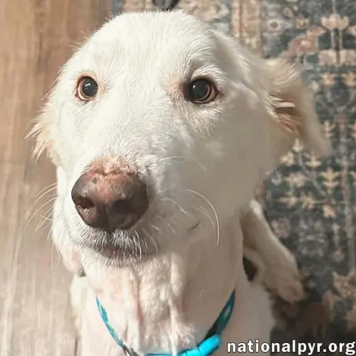Wanda in AL - A Sweet Cuddle-Bug!