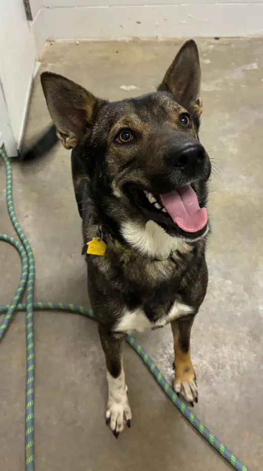 Apollo