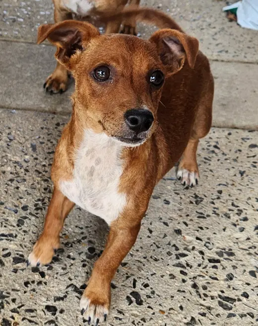 ZCL-D-Dachshund Chihuahua mix