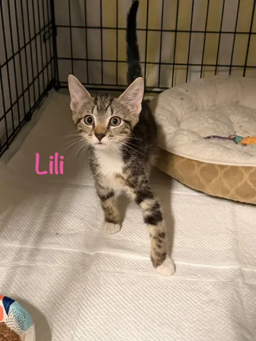 Lili