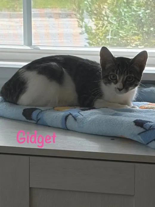 Gidget
