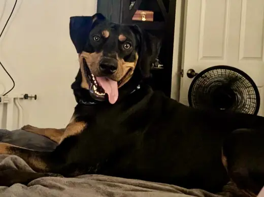 Tasha