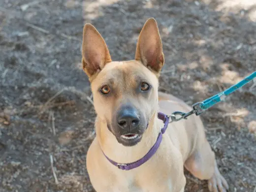 SANDY