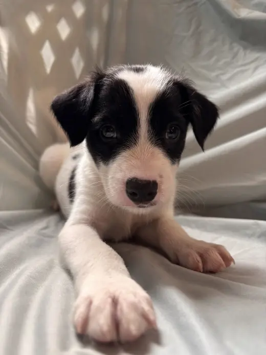 Earl Jul 26 - An Annie Pup