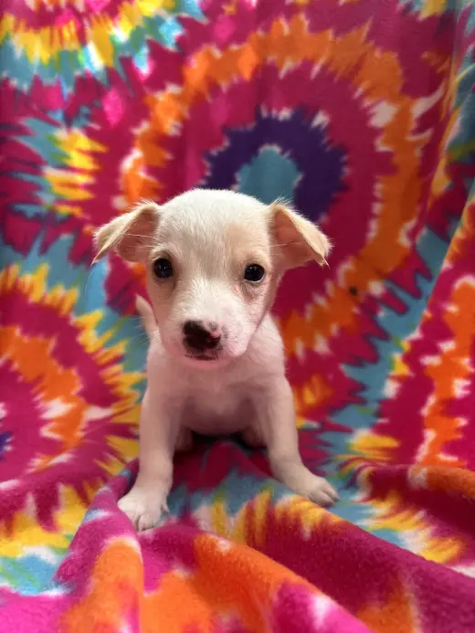 Dandelion Jul 26 - An Annie Pup