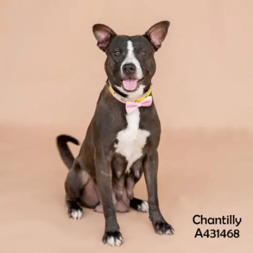 CHANTILLY
