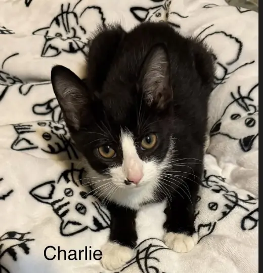Charlie