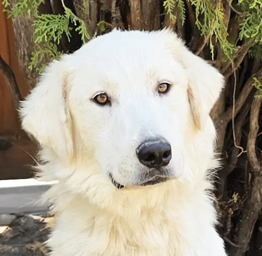 Serene Mr Shaggy Pyr = Perfection !