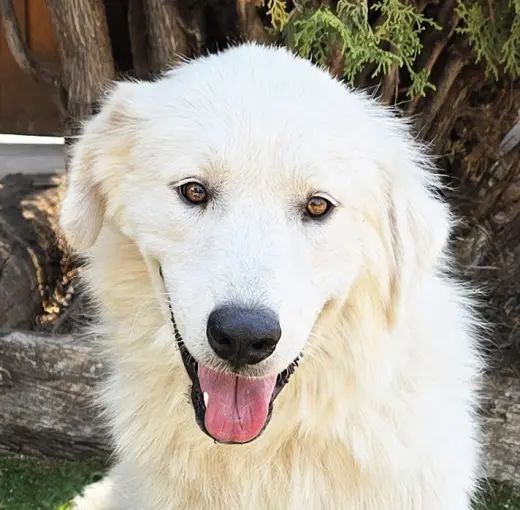 Darling Ms Daphne Pyr = SWEET !