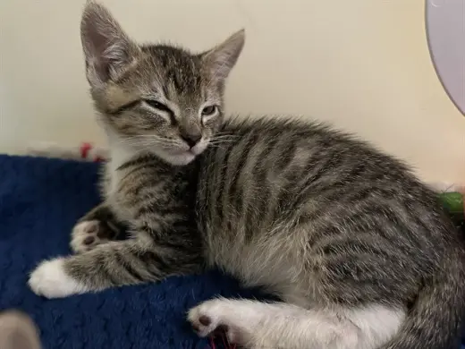 GEORGIE