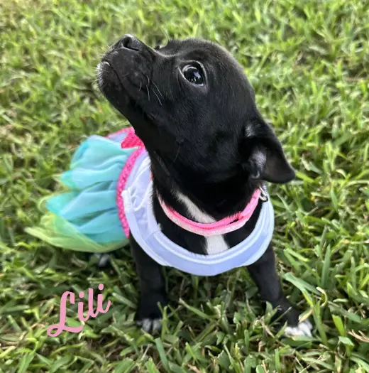 Lili #plush-toy-litter