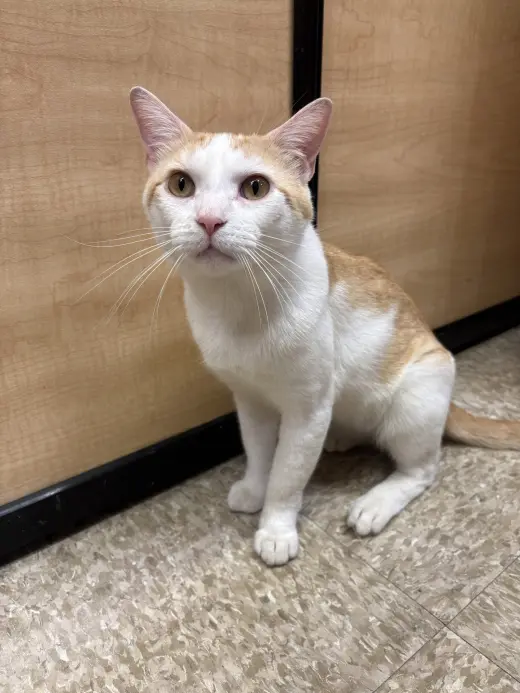 Leo