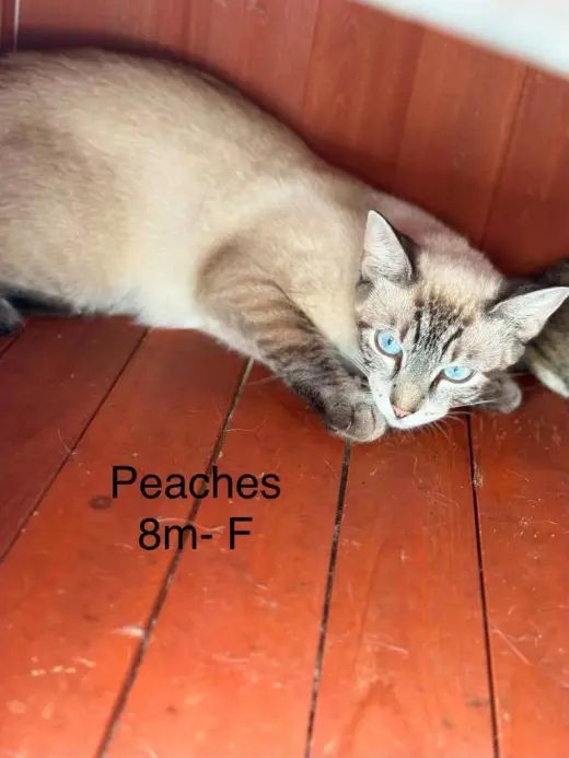 peaches
