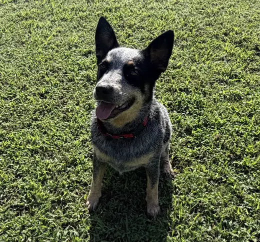 Bandit