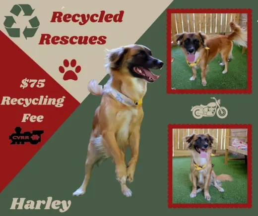 Harley (Recycle)