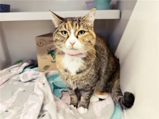 GATITA