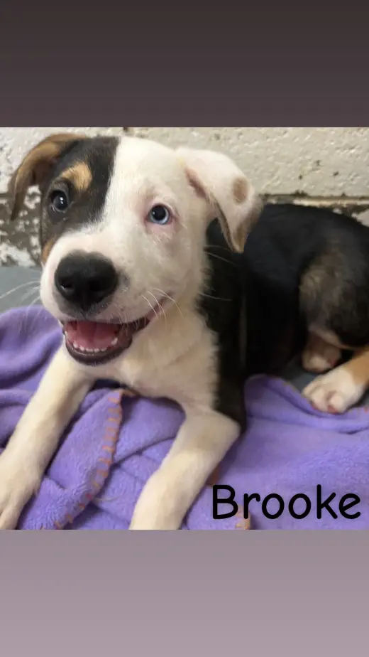 261286  Brooke