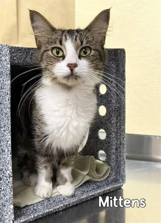 MITTENS