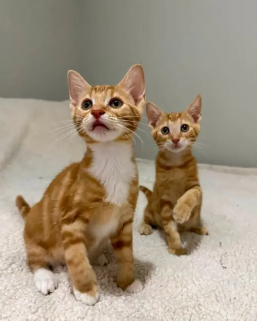 Tangerine and Squeaks (Brothers)