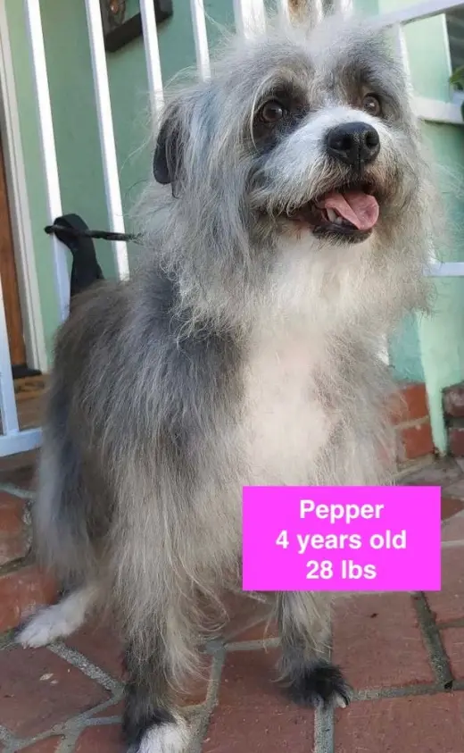 Pepper