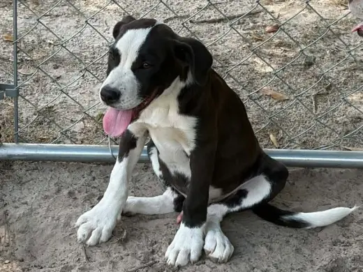 Petey