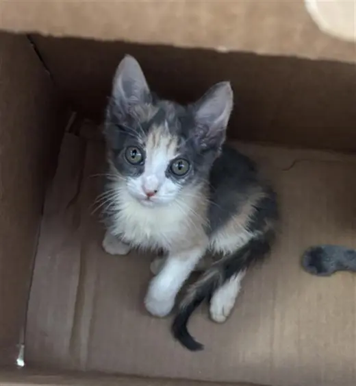 LUNA
