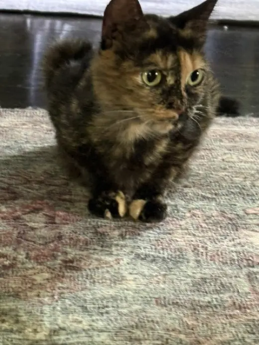 KALI