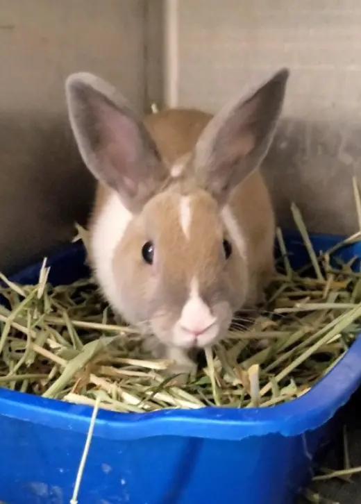 DULCE