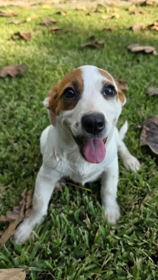 Nova - chunky cutie!