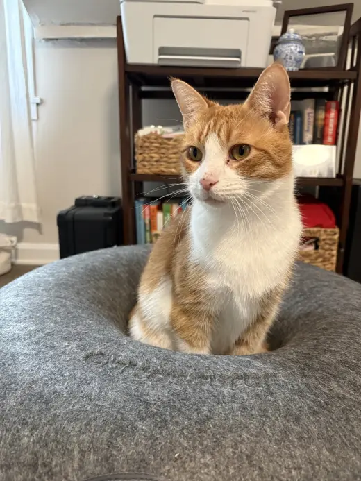 Marmalade