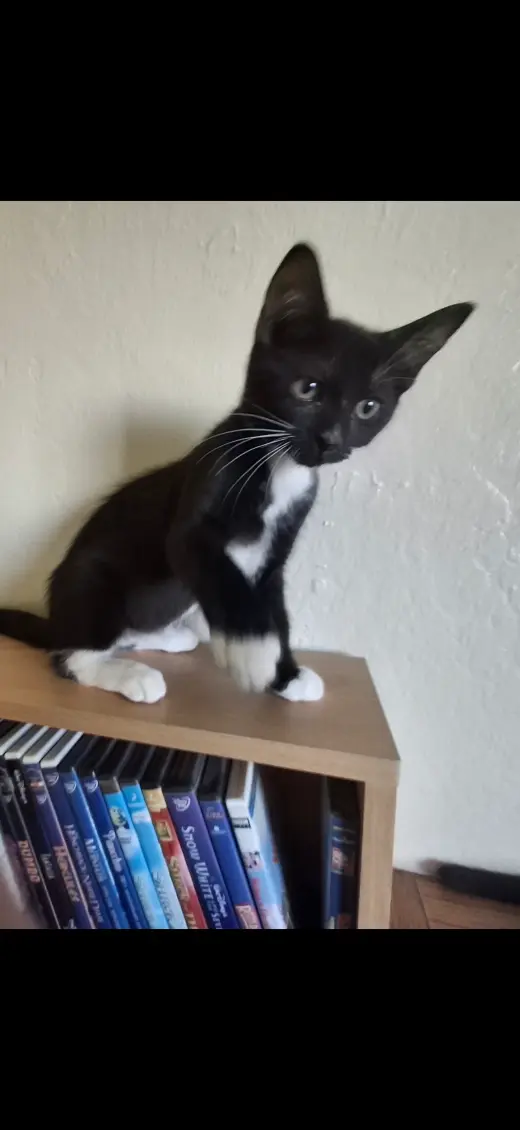 Jimmy