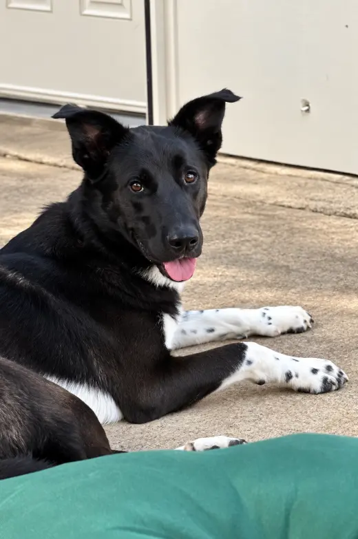 Jett