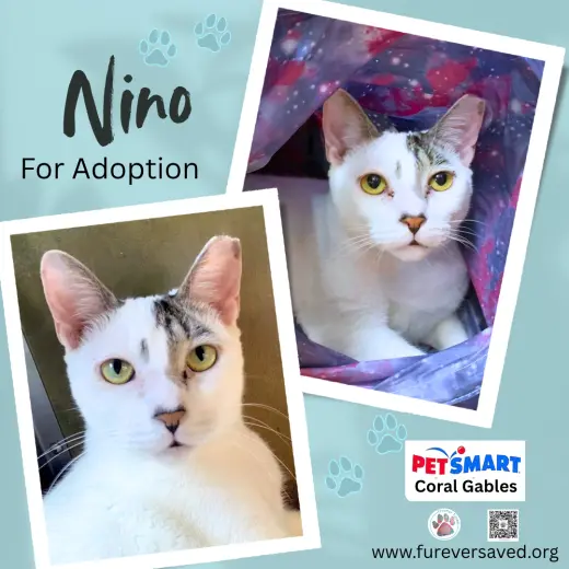 Nino