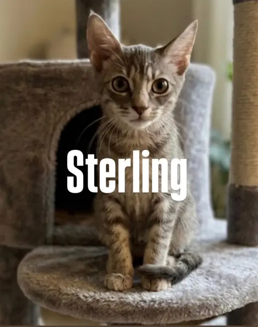 Sterling