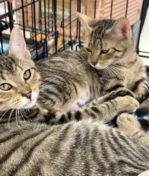 Bonnie and Clyde 2