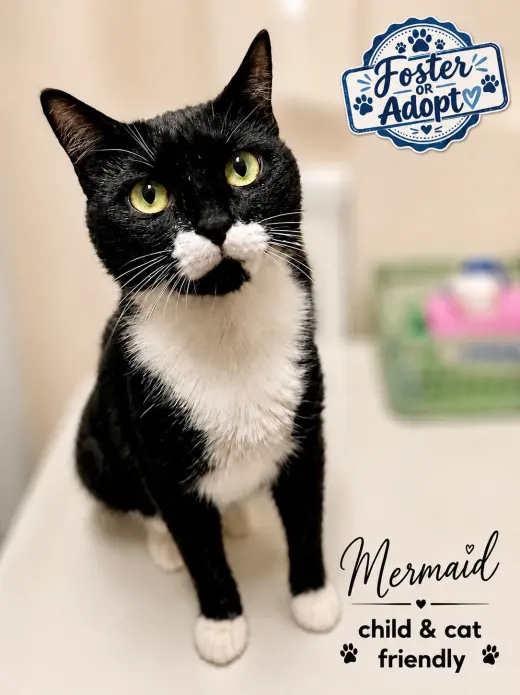 Mermaid (FCID# 05/19/2026 - 79) Willow Grove