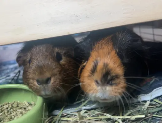 Chip and Dale
