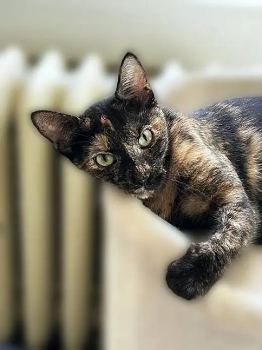 Mercy - Stunning Sweet Young Torti
