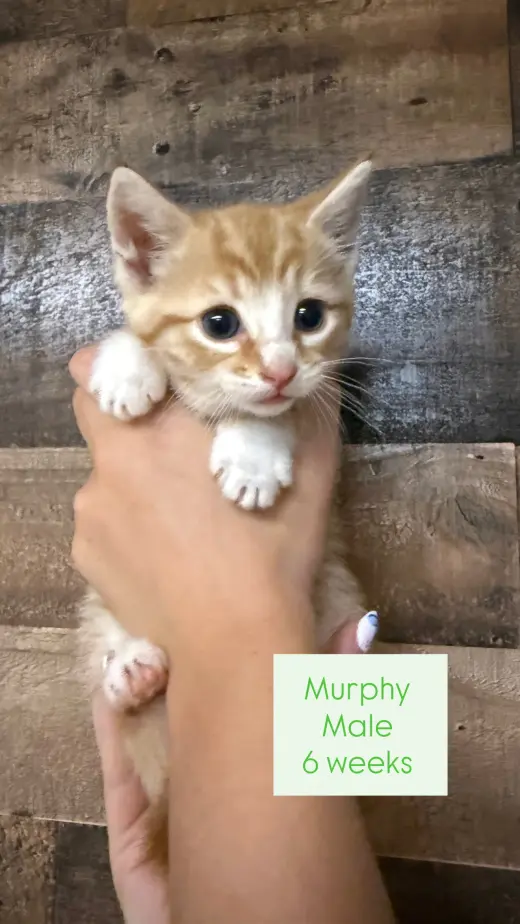 Murphy