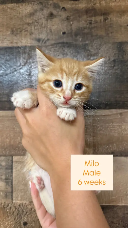 Milo