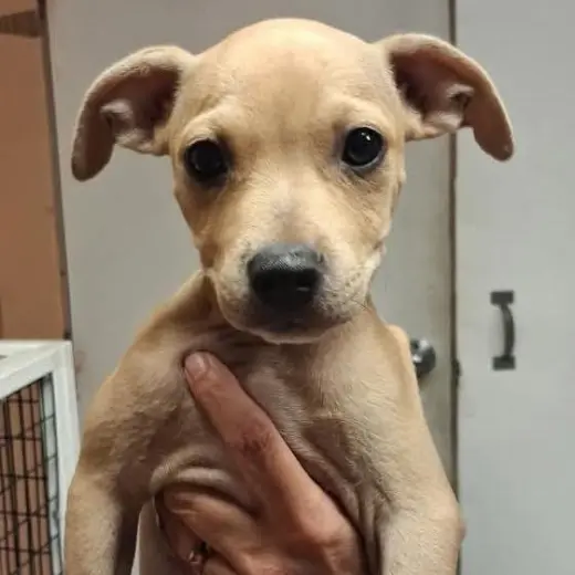 Sam