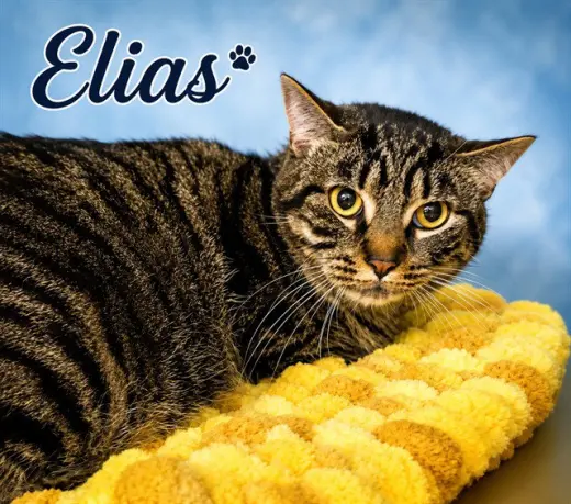 ELIAS