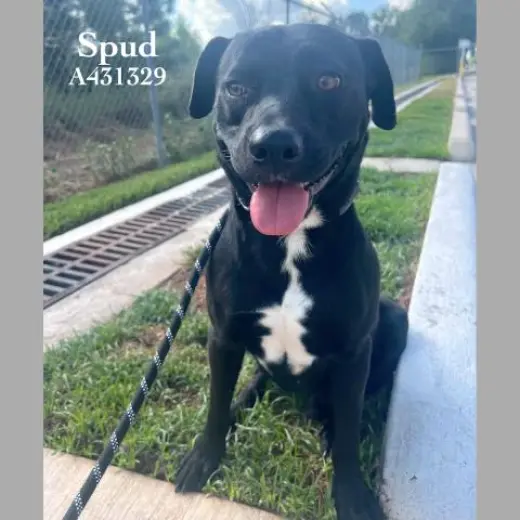 SPUD