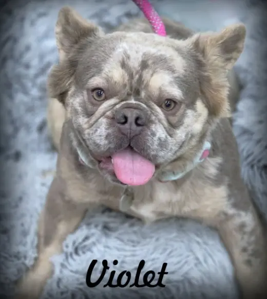 Violet
