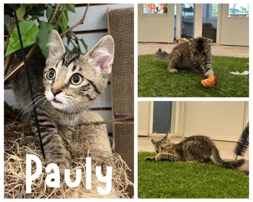 Pauly- polydactyl