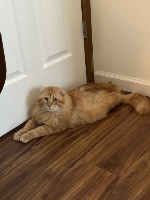 Apollo