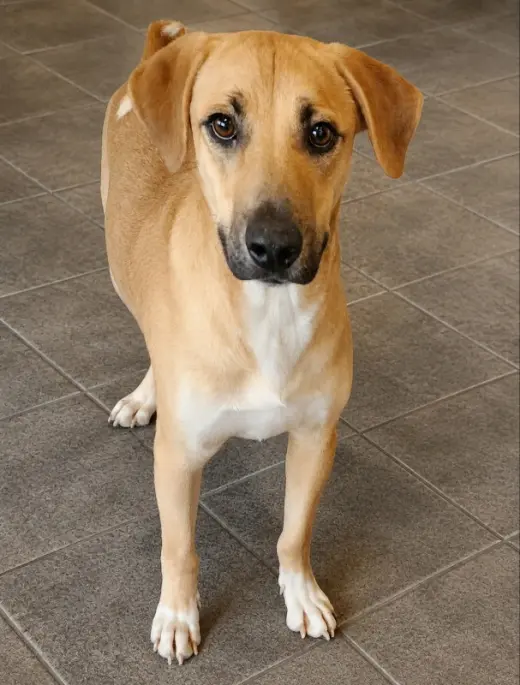 Gator *Adopt or Foster*