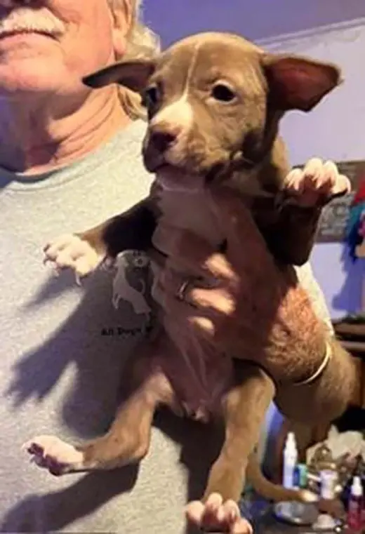 Five Boxers Hazel